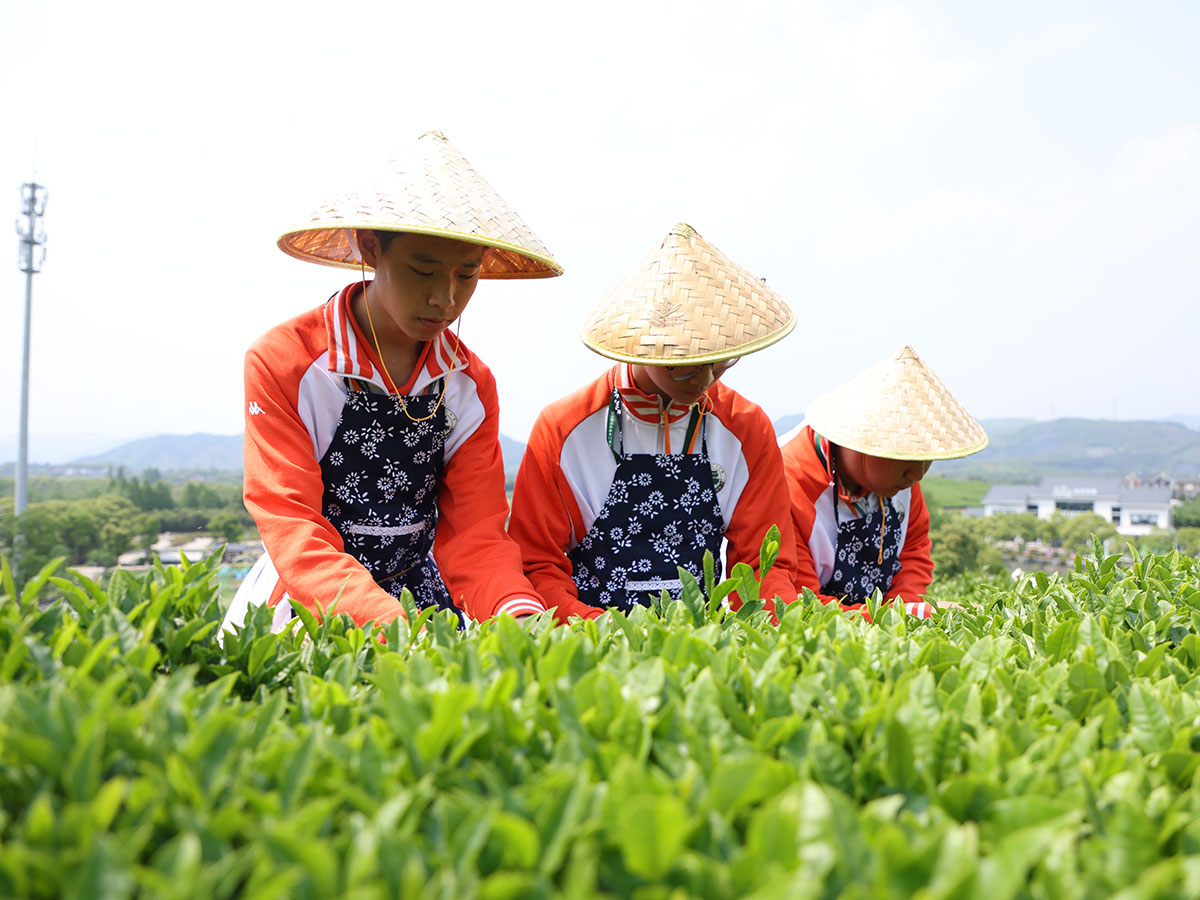 采茶